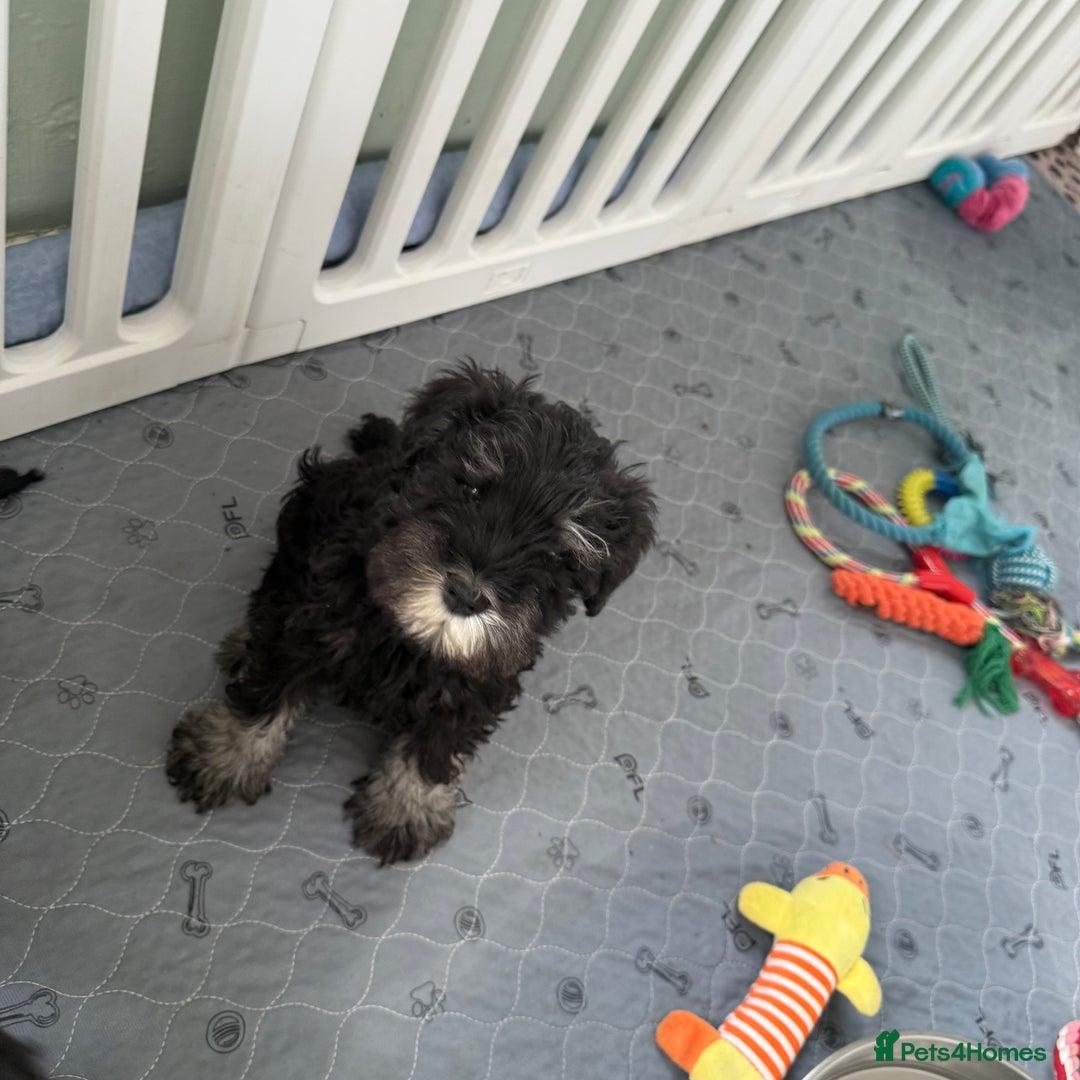 Miniature Schnauzer dogs for sale: health tested parents  - Image 11