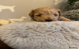 Maltipoo dogs for sale: Teddy bear maltipoo puppies  - Image 7