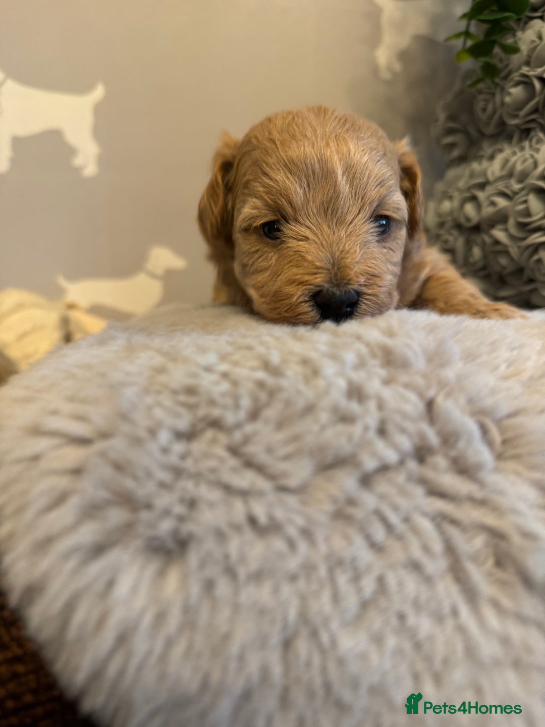 Maltipoo dogs for sale: Teddy bear maltipoo puppies  - Image 7