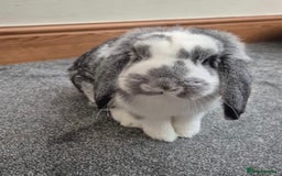 Mini Lop rabbits for sale: looking for willows forever home ❤️ - Advert 2