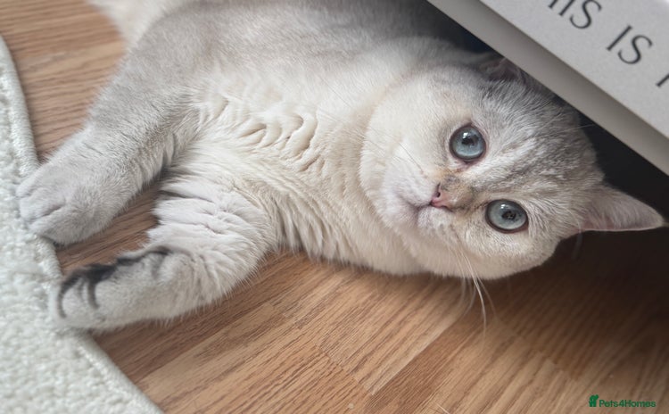 British Shorthair cats - Advert 3