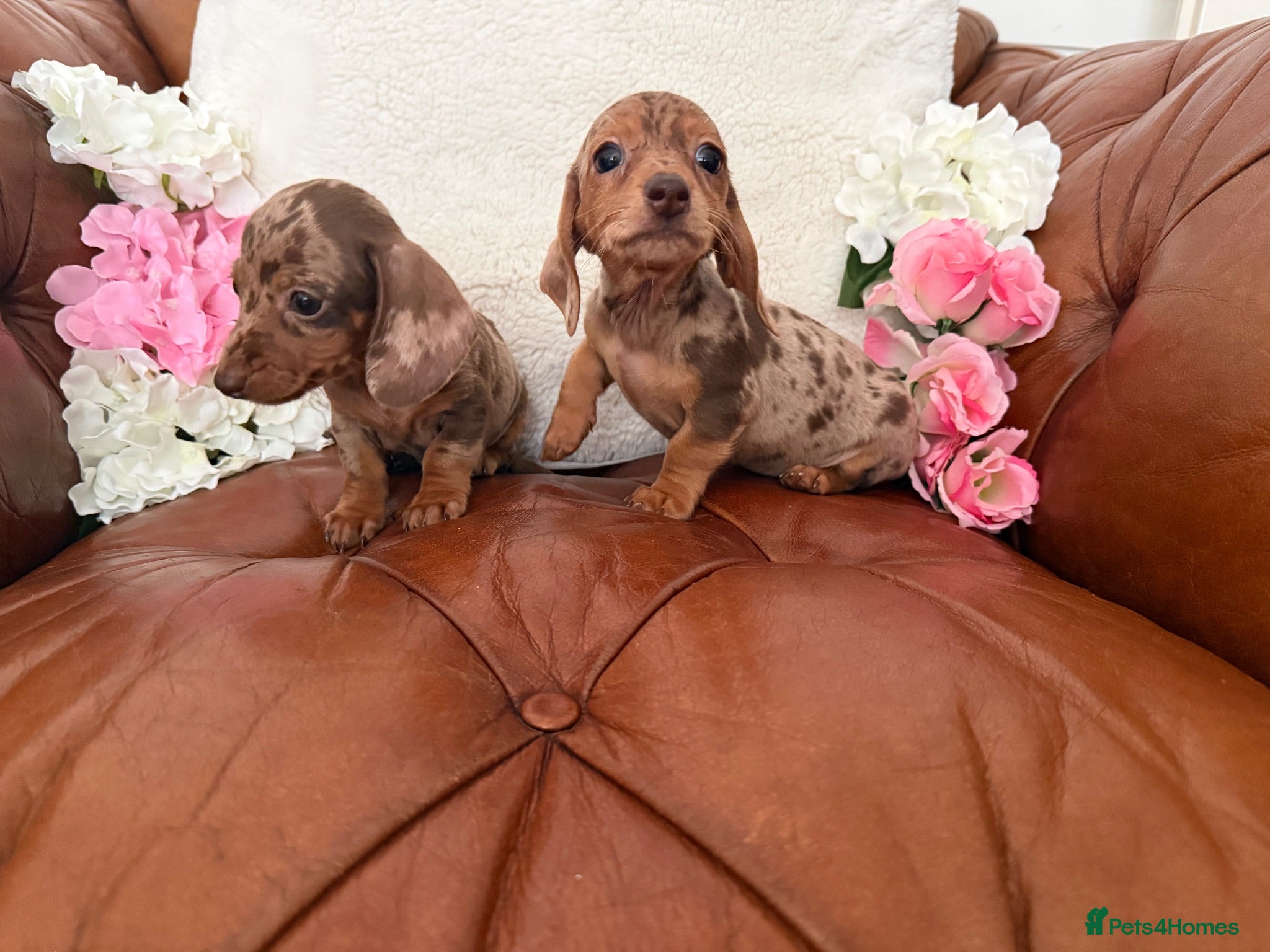 Miniature Dachshund dogs Beautiful Miniature Dachshund Dapples & Cream  - Advert 1