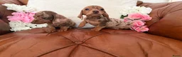 Miniature Dachshund dogs for sale: Beautiful Miniature Dachshund Dapples & Cream  - Advert 11