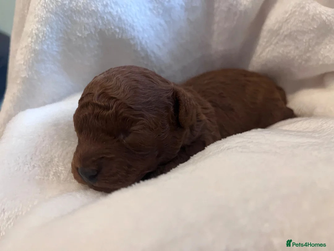 Cavapoo dogs for sale: Beautiful deep red toy cavapoo - Advert 9
