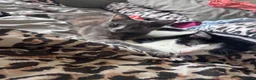 Mixed Breed cats for sale: 8 beautiful kittens  in Retford - Advert 2