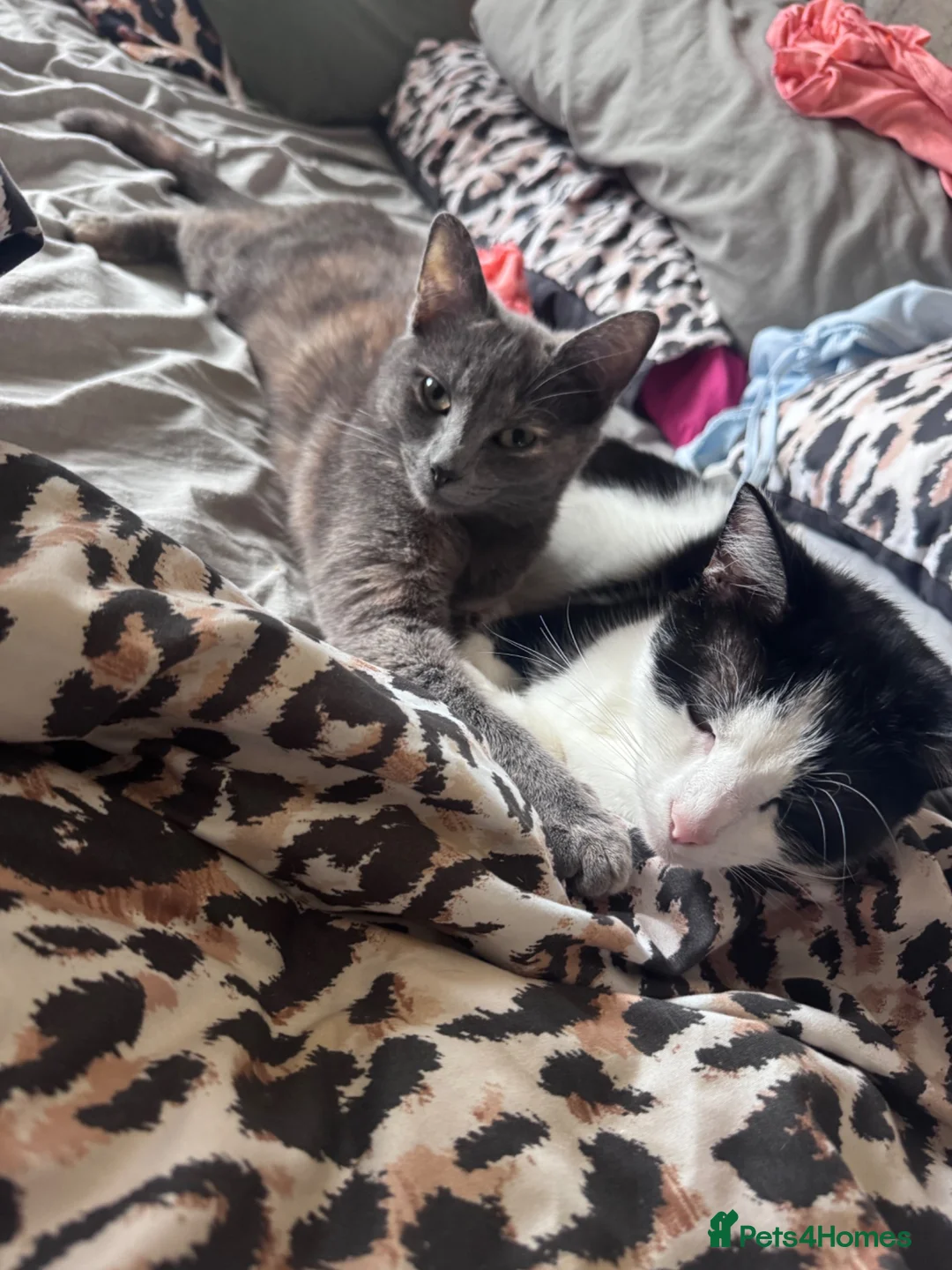 Mixed Breed cats for sale: 8 beautiful kittens  in Retford - Advert 2