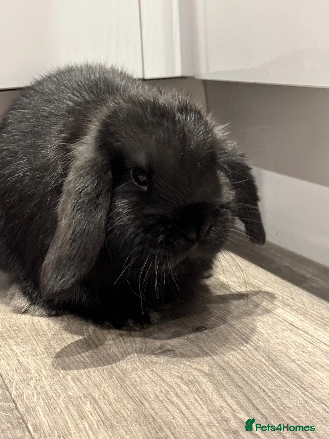 Mini Lop rabbits for sale: Mini Lop for sale in Northwich - Advert 7