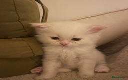 Siberian cats for sale: Siberian Neva masquerade kittens  - Image 7