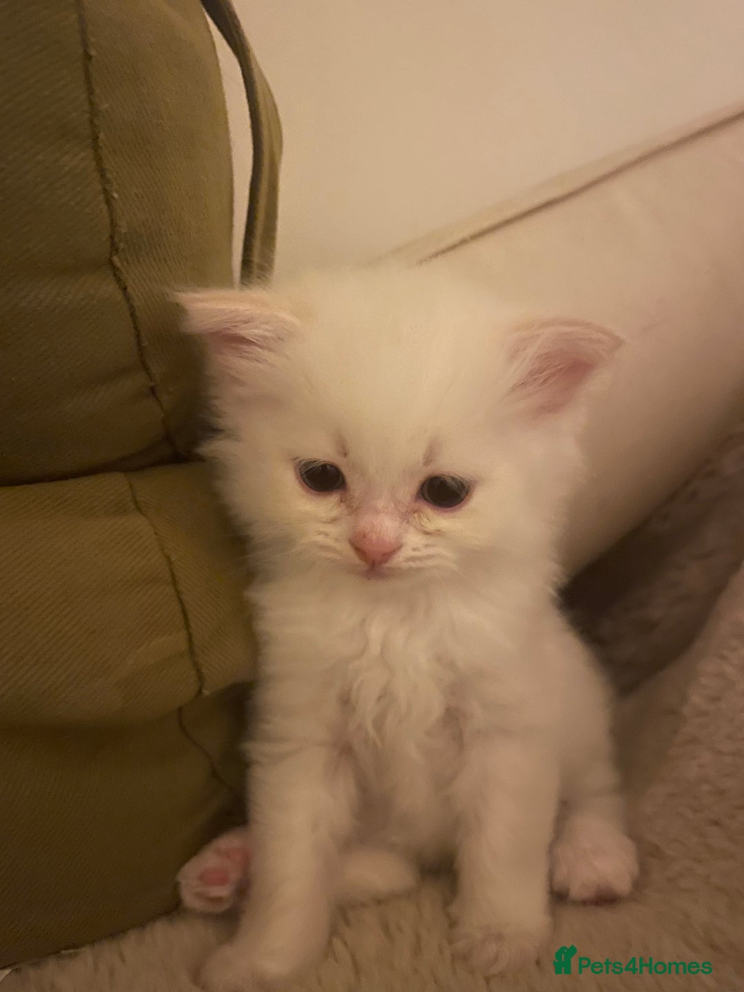 Siberian cats for sale: Siberian Neva masquerade kittens  - Image 7