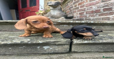 Miniature Dachshund dogs - Advert 5