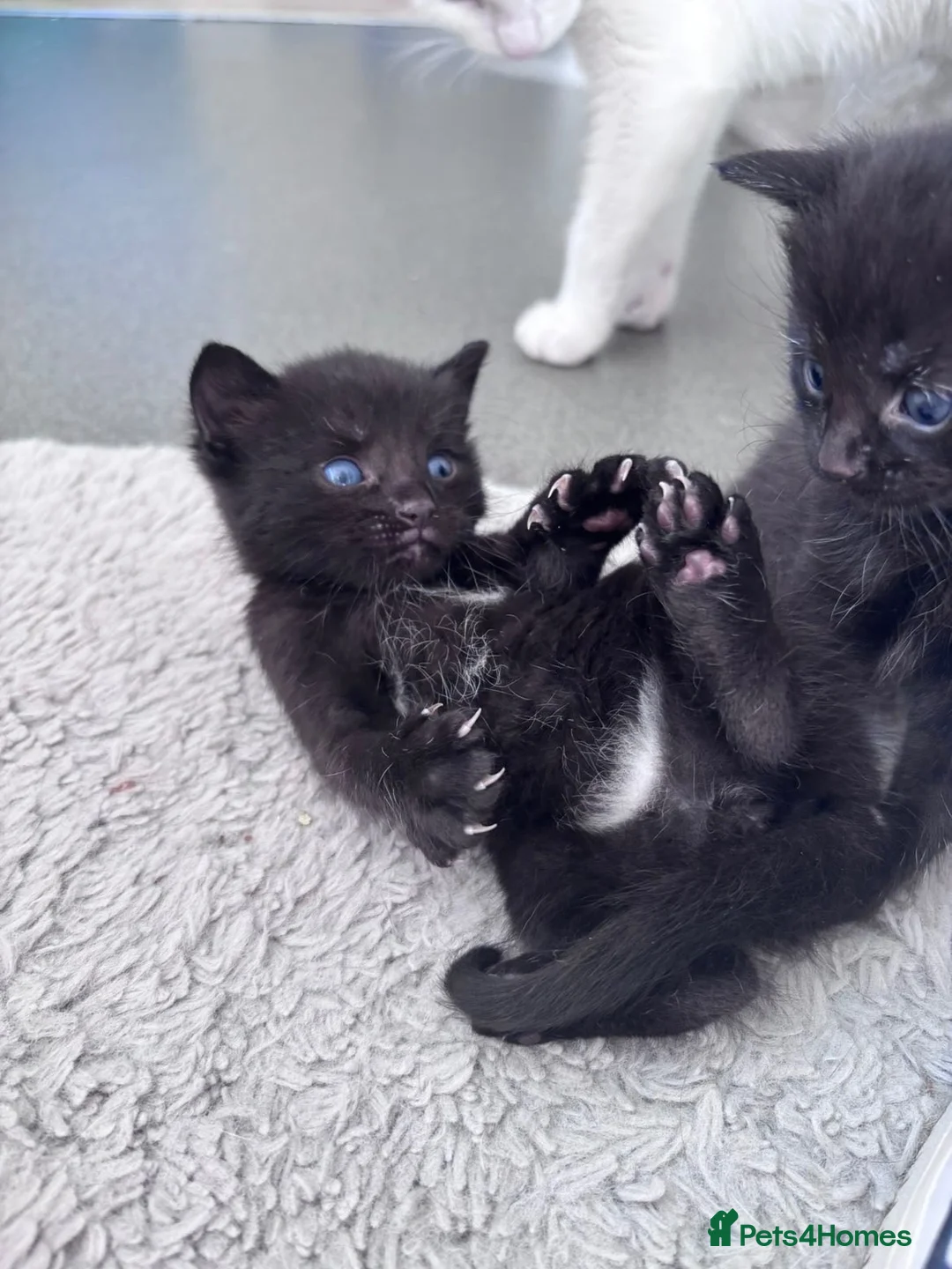Domestic Shorthair cats for sale: 🐈‍⬛Liquorice litter of kittens🖤 in Wisbech - Advert 5