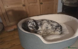 English Setter dogs for adoption: Thor  - Image 17