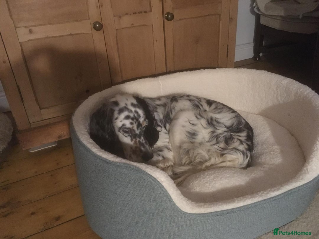 English Setter dogs for adoption: Thor  - Image 17