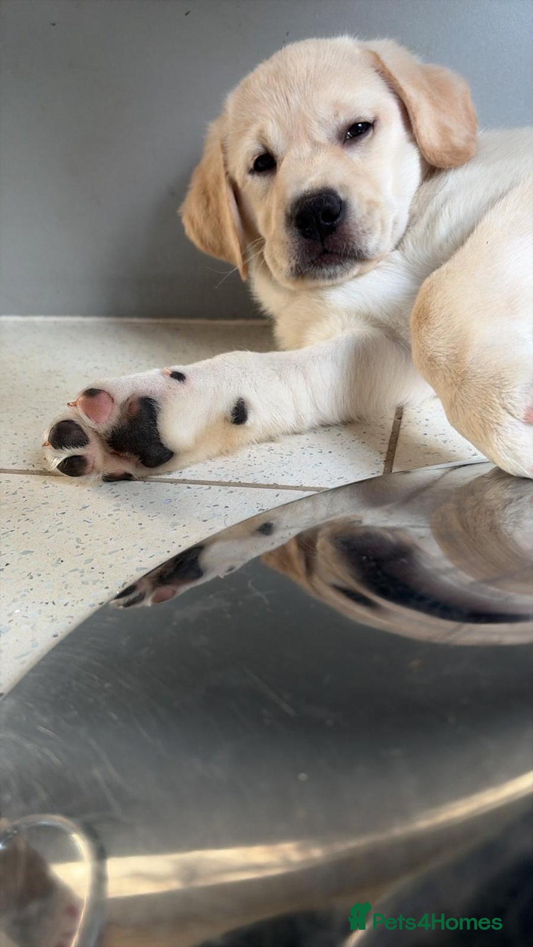 Labrador Retriever dogs for sale: Beautiful chunky Labrador puppy  - Advert 3