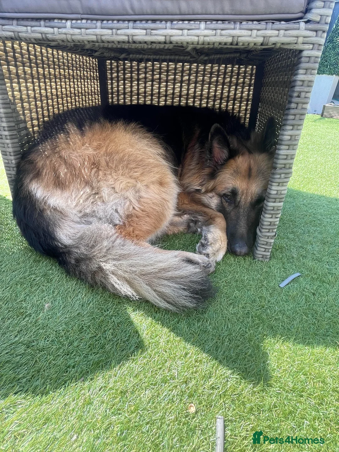 German Shepherd dogs for sale: Home Wanted for Mia  - Advert 6