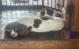 English Springer Spaniel dogs for sale: English springer spaniel puppies for sale - Image 7