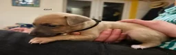 Whippet dogs for sale: Fawn Whippet puppys - Advert 28
