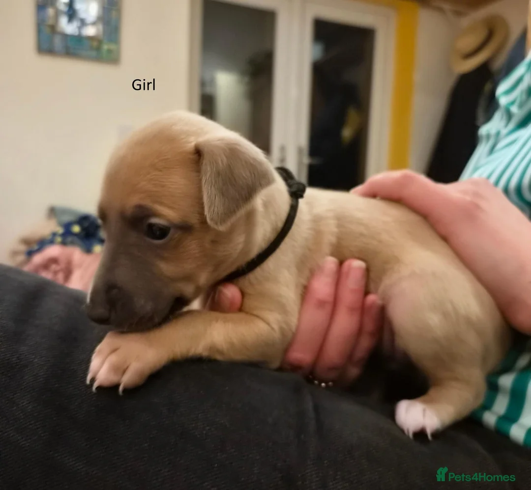 Whippet dogs for sale: Fawn Whippet puppys - Advert 28