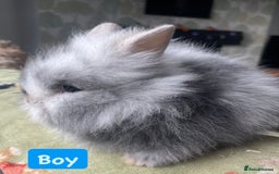 Lionhead rabbits for sale: Stunning DM lionhead rabbits 🐰 - Image 7