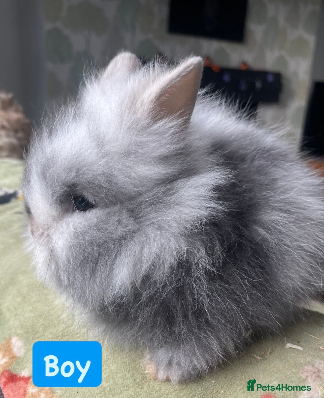 Lionhead rabbits for sale: Stunning DM lionhead rabbits 🐰 - Image 7