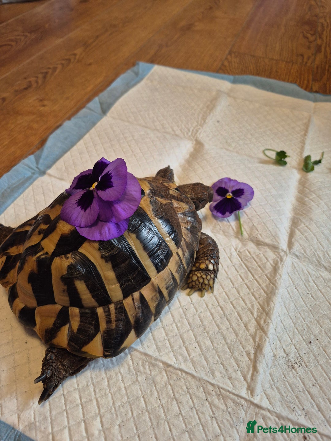 Hermann Tortoise reptiles for sale: beautiful girl  - Advert 6