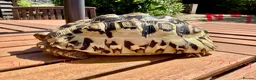 Tortoise reptiles for sale: Leopard Tortoise - Advert 1
