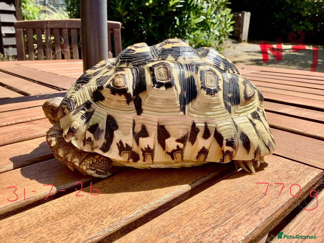 Tortoise reptiles for sale: Leopard Tortoise - Advert 1