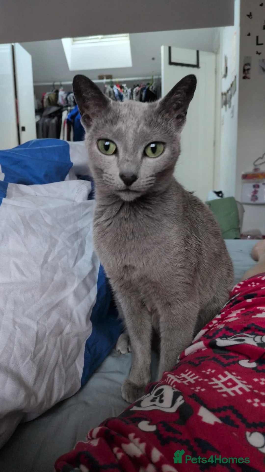 Russian Blue cats for sale: 🩶 Last Tica Russian Blue Boy ready to go 🩶 - Advert 2
