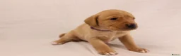Labrador Retriever dogs for sale: 🐾🧡 BEAUTIFUL WORKING LABRADOR PUPPIES 🧡🐾 - Advert 3