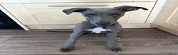 Whippet dogs for sale: Whippet puppy for rehoming  in Bournemouth - Advert 5