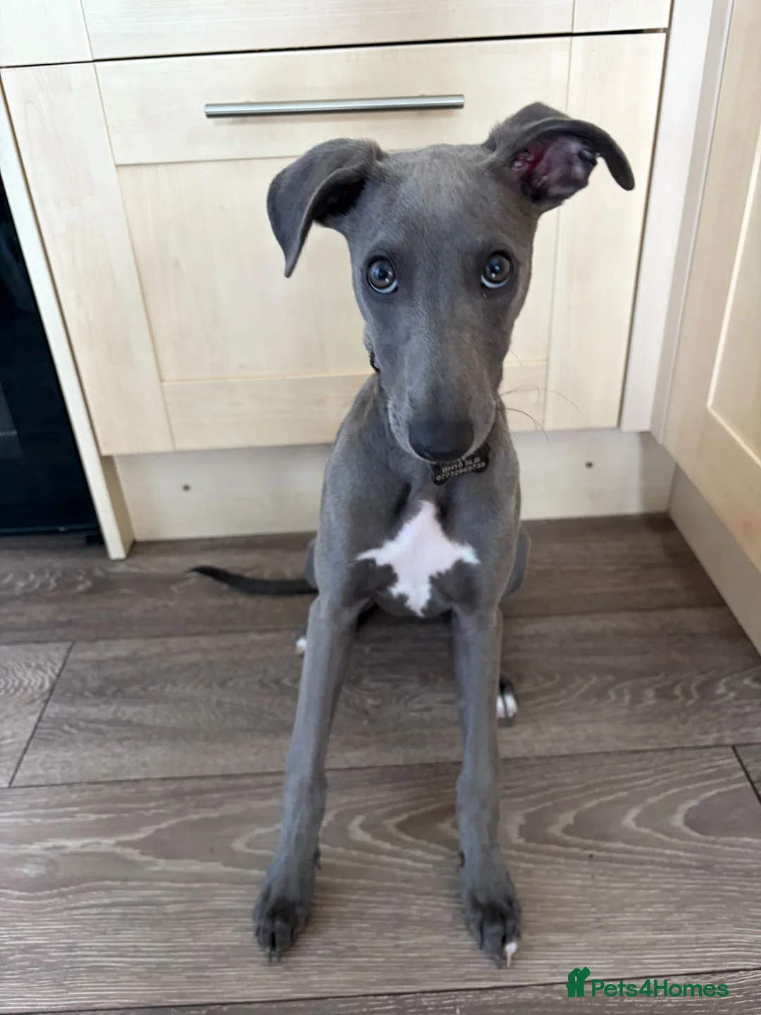 Whippet dogs for sale: Whippet puppy for rehoming  in Bournemouth - Advert 5