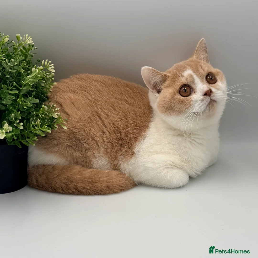 British Shorthair cats for sale: PEDIGREE REGISTERED CHUNKY BRITISH SHORTHAIRS - Advert 1