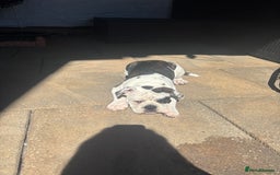Olde English Bulldogge dogs for sale: LAST BABY GIRL both jabs microchipped pricedrop - Image 11