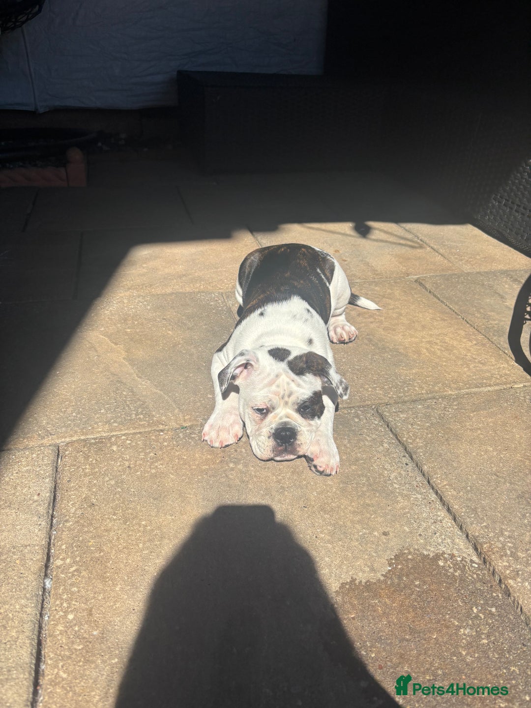 Olde English Bulldogge dogs for sale: LAST BABY GIRL both jabs microchipped pricedrop - Image 11