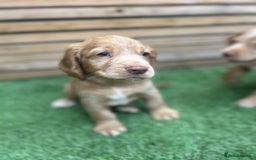 Cocker Spaniel dogs for sale: Beautiful Family-Raised Cockers – Aug 11 Ready - Image 6