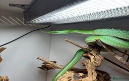 Rat Snake reptiles for sale: Male Rhino Rat Snake  - Advert 5
