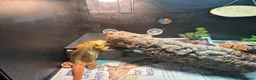 Bearded Dragon reptiles for sale: Darla  - Advert 4