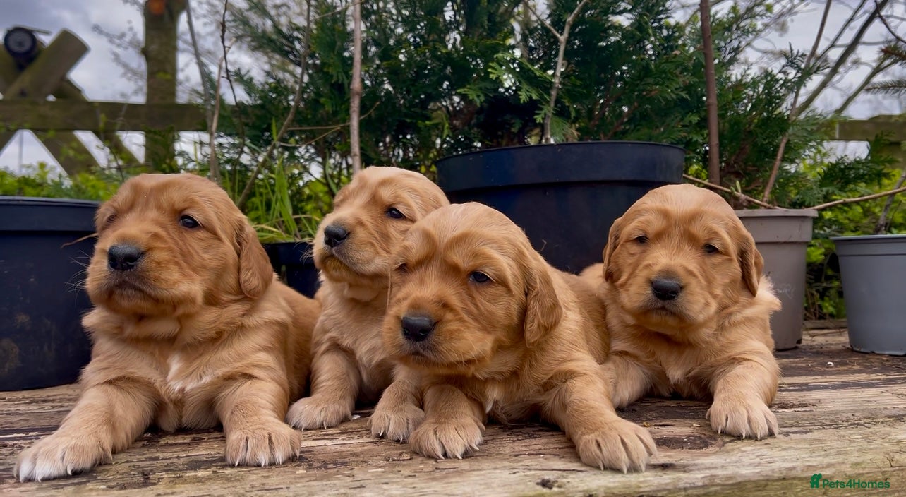Golden Retriever dogs KC Reg Golden Retriever Puppies Health Tested - Advert 13