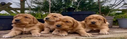 Golden Retriever dogs for sale: KC Reg Golden Retriever Puppies Health Tested - Advert 1