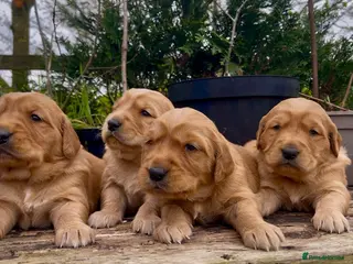 Golden Retriever dogs KC Reg Golden Retriever Puppies Health Tested - Advert 1