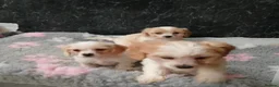 Cavapoo dogs for sale: Beautiful Cavapoo pups for sale - Advert 2