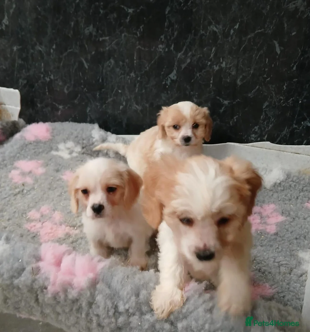 Cavapoo dogs for sale: Beautiful Cavapoo pups for sale - Advert 2