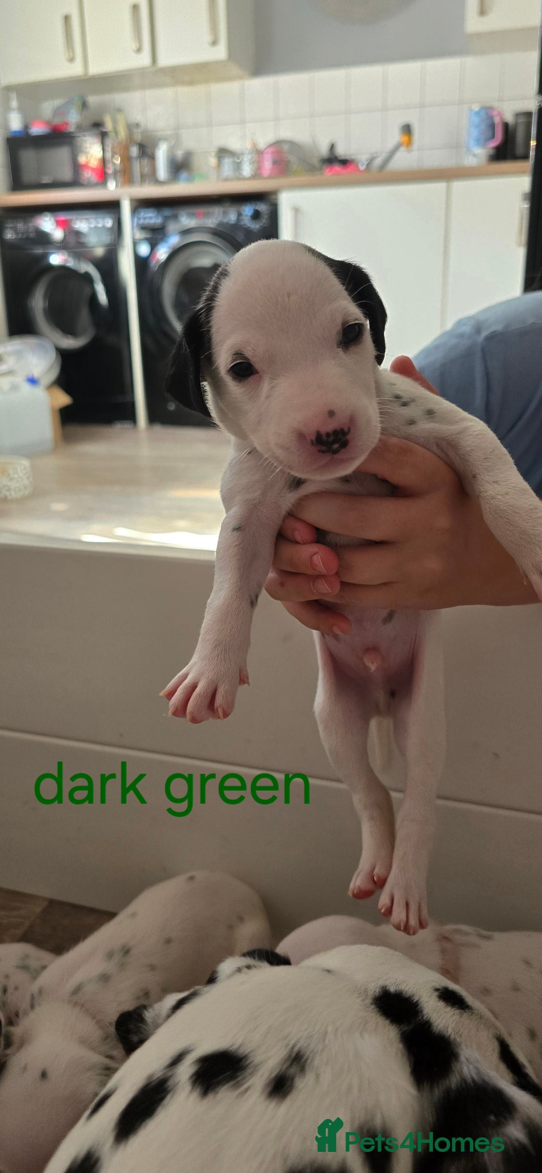 Dalmatian dogs for sale: Ready to leave 17th august in Banbury - Image 9