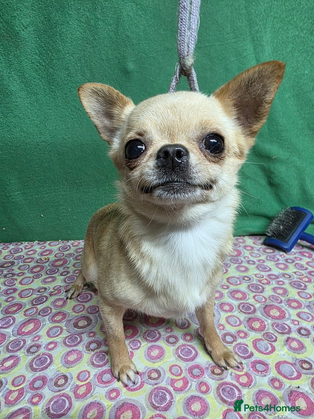 Chihuahua dogs for adoption: CHICAGO – Chihuahua (Female) - Advert 1