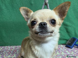 Chihuahua dogs CHICAGO – Chihuahua (Female) - Advert 17