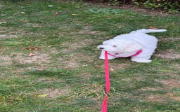 Maltese dogs for sale: Puppy - Image 7