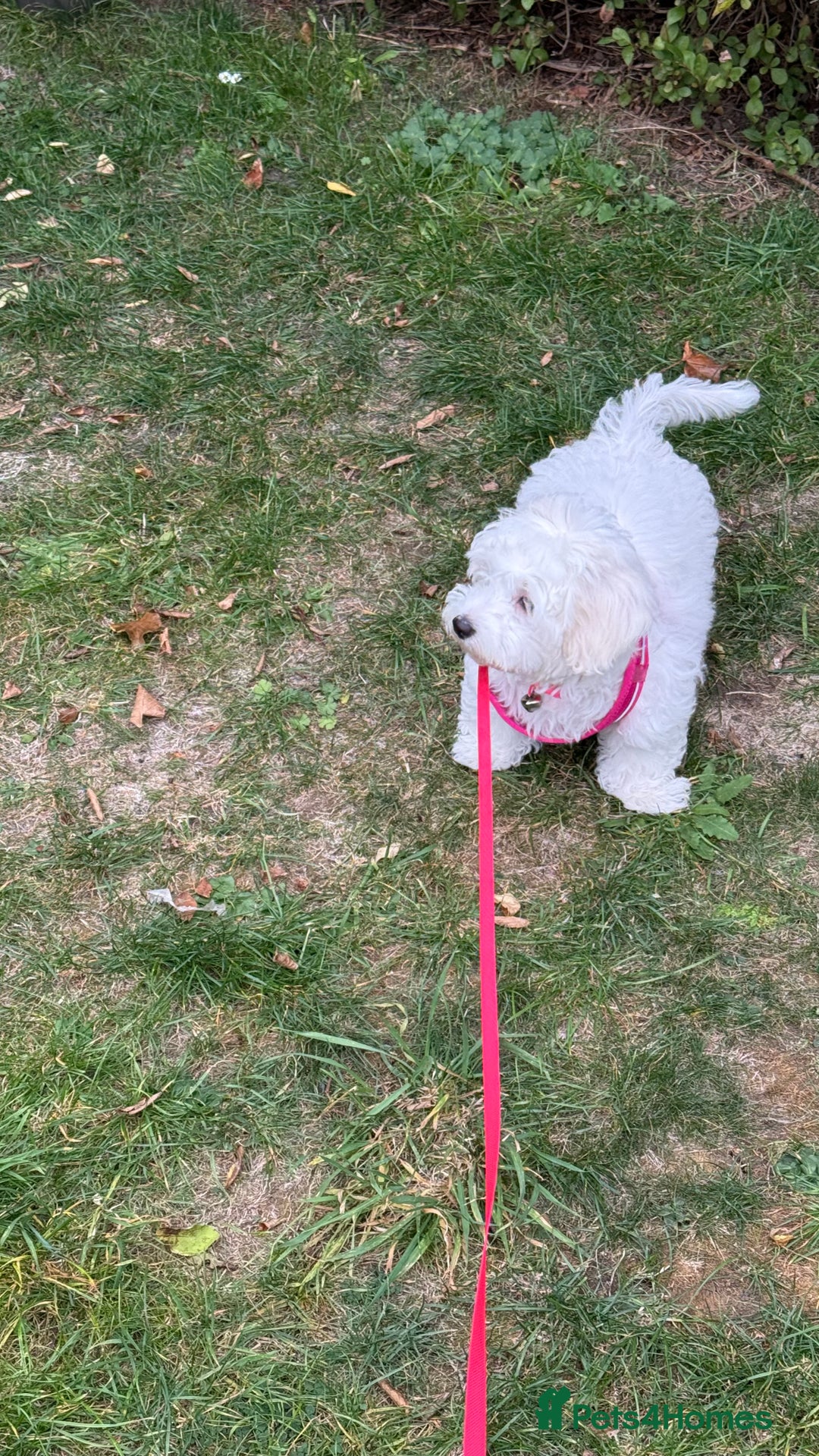 Maltese dogs for sale: Puppy - Image 7