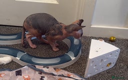 Sphynx cats for sale: Beautiful Calico kitten  - Image 4