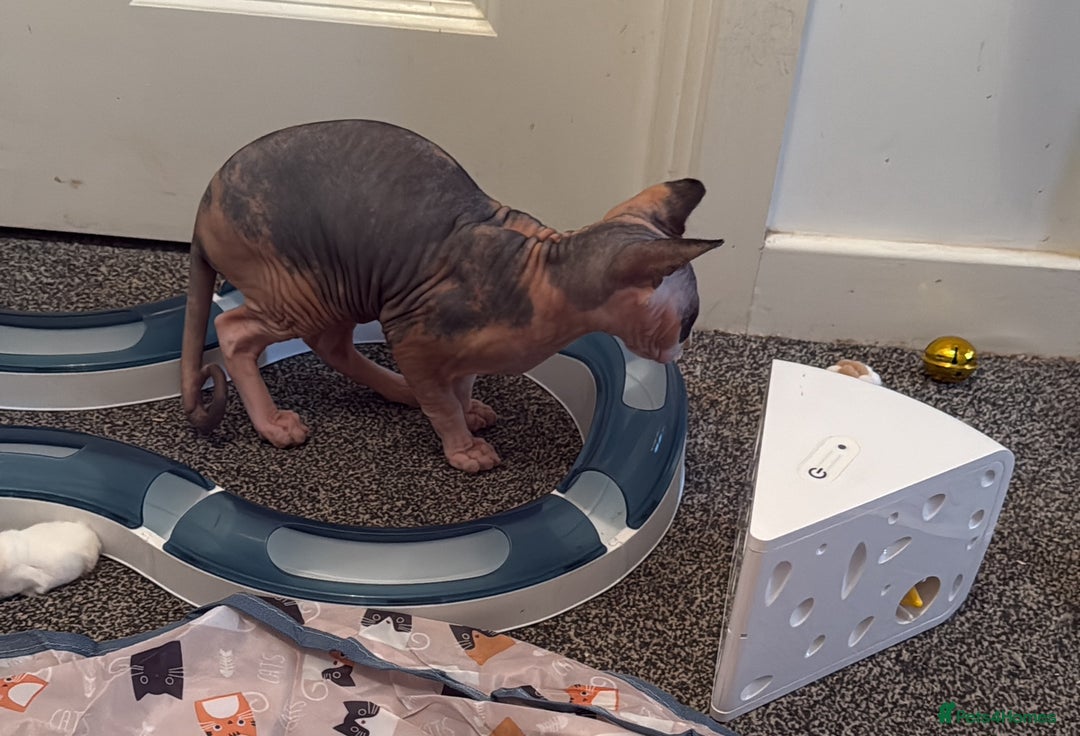 Sphynx cats for sale: Beautiful Calico kitten  - Image 4