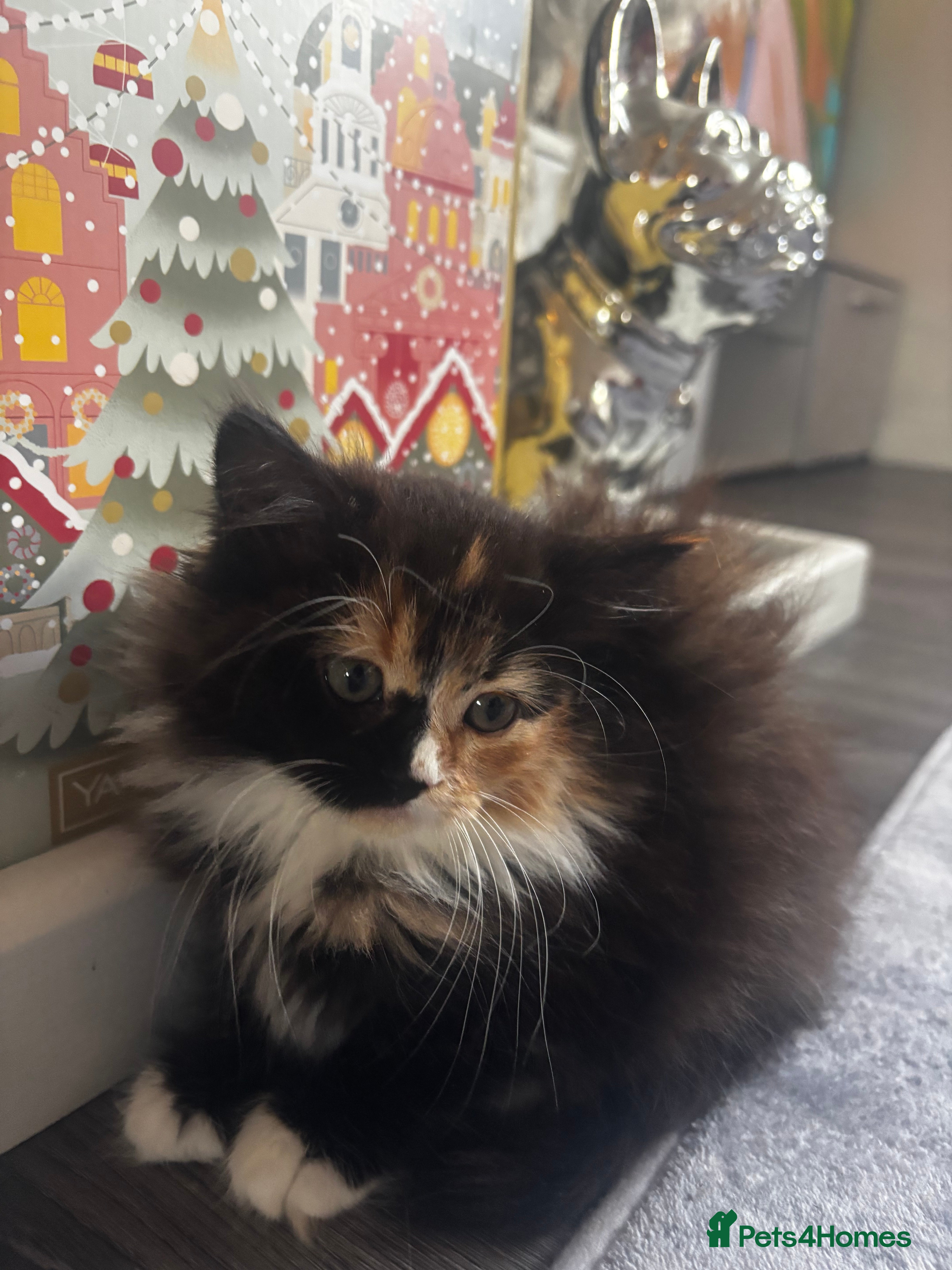 Maine Coon cats Extra Fluffy Kittens🩷 - Advert 13